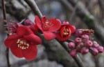 © Chris Yates  <em>japonica</em>