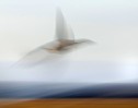 © John Lockwood  <em>BrentGoose</em>