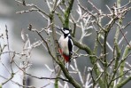 © Kim Parker  <em>looking for some nuts</em>