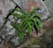 © Chris Yates  <em>they grow everywhere</em>