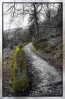 © Chris Chandler  <em>Mossy wall</em>