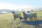 © Elaine Ward  <em>sheep</em>