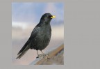 © David Crutchley  <em>Alpine Chough</em>