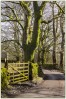 © Sue Haddrill  <em>Winter Sunshine</em>