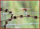 © Chris Chandler  <em>Red dragonfly on the wire</em>