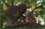 © Chris Chandler  <em>Tawny Owl on Malham Moor</em>