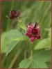 © Gill Pinkerton  <em>Marsh Cinquefoil</em>