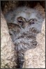© Gill Pinkerton  <em>Baby Owl</em>