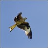© Harry Pinkerton  <em>Red kite over Galloway</em>