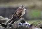 © John Bentley  <em>Falcon, Whernside</em>