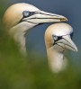 © John Lockwood  <em>Gannet Pair</em>