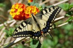 © Malcolm Walker  <em>Swallowtail</em>