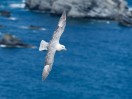© Rod Smith  <em>Fulmar</em>