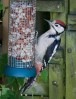 © Rod Smith  <em>Woodpecker</em>