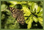 © Sue Haddrill  <em>Speckled Wood Butterfly</em>