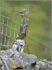 © Chris Chandler  <em>Snipe</em>