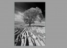 © David Crutchley  <em>Ash</em>