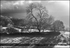 © Margaret Smith  <em>Dales Tree</em>