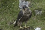 © Andy Best  <em>Peregrine Falcon</em>