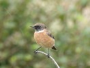 © Chris Chandler  <em>Stonechat</em>