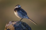 © Chris Chandler  <em>Pied Wagtail</em>