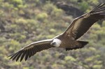 © Chris Chandler  <em>Griffon Vulture</em>