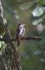 © Chris Chandler  <em>Great Spotted Woodpecker</em>
