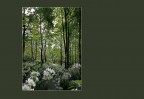 © David Crutchley  <em>Sylvan Garlic</em>