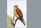 © David Crutchley  <em>Austrlian Kestrel</em>