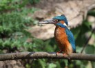 © David Crutchley  <em>Kingfisher</em>
