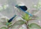 © Elaine Ward  <em>Damsel Flies</em>