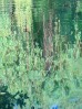 © Elaine Ward  <em>Green Reflection</em>