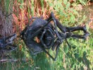 © Elaine Ward  <em>Monster</em>