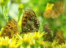 © Elaine Ward  <em>Butterflies</em>