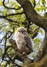 © Gill Pinkerton  <em>Maiden Voyage</em>