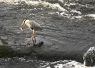 © Harry Pinkerton  <em>Fish Tossing</em>