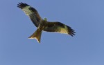© Harry Pinkerton  <em>Kite Flying in Galloway</em>