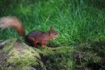 © Jeanette Davidson  <em>squirrel</em>