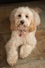 © Malcolm Walker  <em>Cockapoo</em>