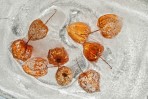 © Malcolm Walker  <em>Physalis in ice</em>