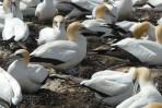 © Margaret Spencer  <em>Gannets Galore, NZ</em>