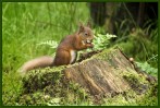 © Sue Haddrill  <em>Hazelnut Heaven</em>