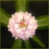 © Chris Yates  <em>rhododendron</em>