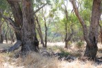 © Jeanette Davidson  <em>sunlit glade</em>