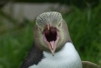© Margaret Spencer  <em>Yellow-Eyed Penguin, NZ</em>