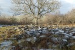 © Margaret Spencer  <em>Oxenber-Wharfe Woods, Austwick</em>