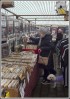 © Gill Pinkerton  <em>Browsing</em>