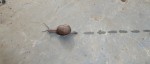 © Jeanette Davidson  <em>snails pace</em>