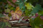 © Margaret Smith  <em>Ivy on the Bridge</em>
