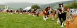 © Chris Chandler  <em>Shire Horses, Kilnsey</em>